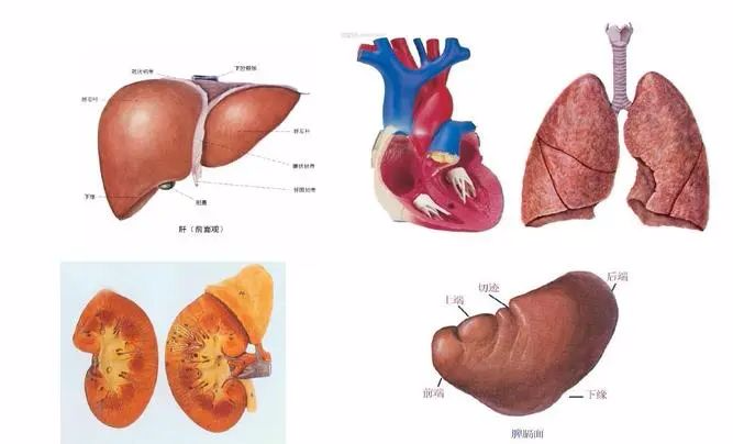 Nourishing the Five Organs in Traditional Chinese Medicine