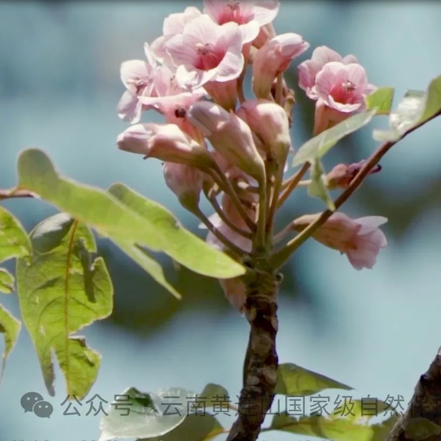 Yunnan Huanglian Mountain: Sowing Hope on Arbor Day
