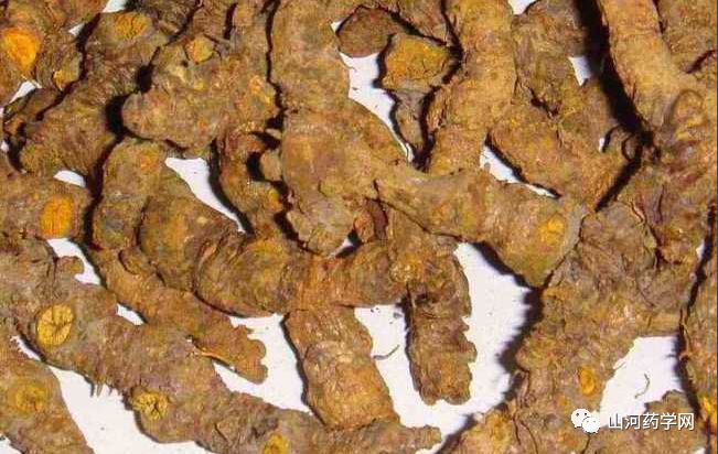 Bencao Gangmu: Huanglian (Coptis)