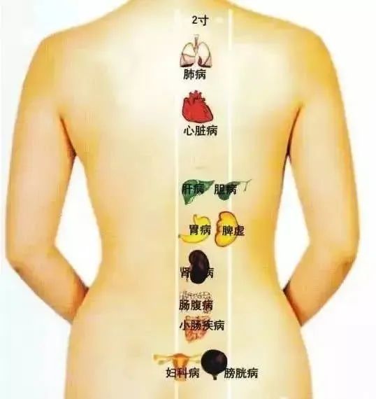 A Detailed Explanation of the Interrelationships of the Five Organs and Six Bowels in Traditional Chinese Medicine