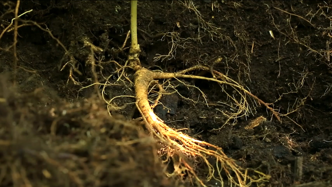 Young People Embrace Changbai Mountain Ginseng!