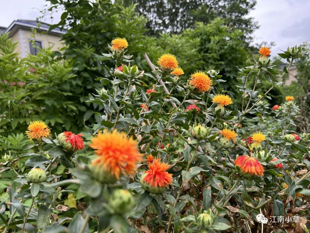 Analysis of Honghua (Safflower) in Traditional Chinese Medicine