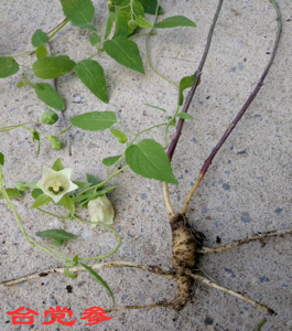 Understanding Codonopsis: A Comprehensive Guide to Dang Shen