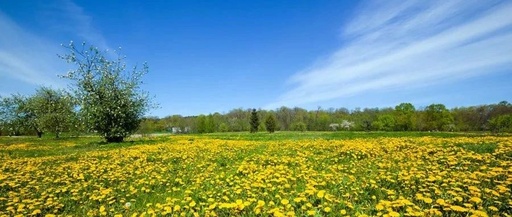 Feeling Down in Spring? TCM Believes Emotions Significantly Impact Health