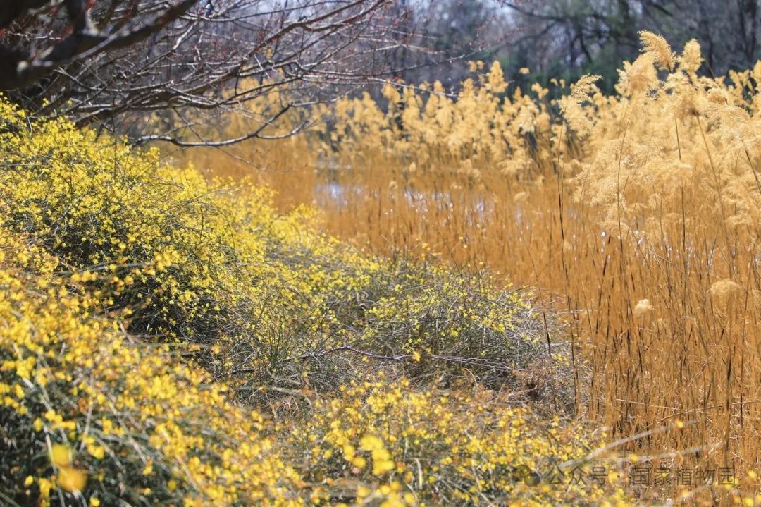 Spring or Forsythia? Distinguishing Their True Appearance