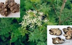 Guide to the Use of Chuanxiong (Ligusticum Chuanxiong)