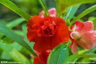 Blood-Invigorating and Stasis-Removing Herbs in Traditional Chinese Medicine
