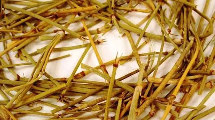 Reviving Yang Qi: Zhang Zhongjing's Timeless Formula for Warming the Body and Dispelling Cold