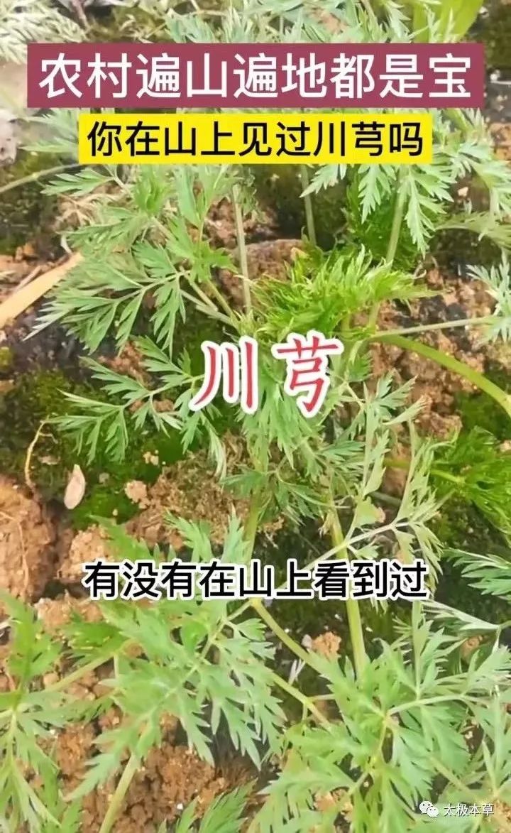 Chuanxiong: A Valuable Herb for Treating Headaches and Promoting Blood Circulation