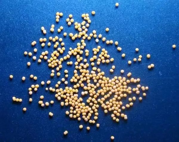 Understanding the Differences Among Honey Pills, Water Pills, Paste Pills, Concentrated Pills, Wax Pills, Water Honey Pills, Drip Pills, and Micro Pills in Traditional Chinese Medicine