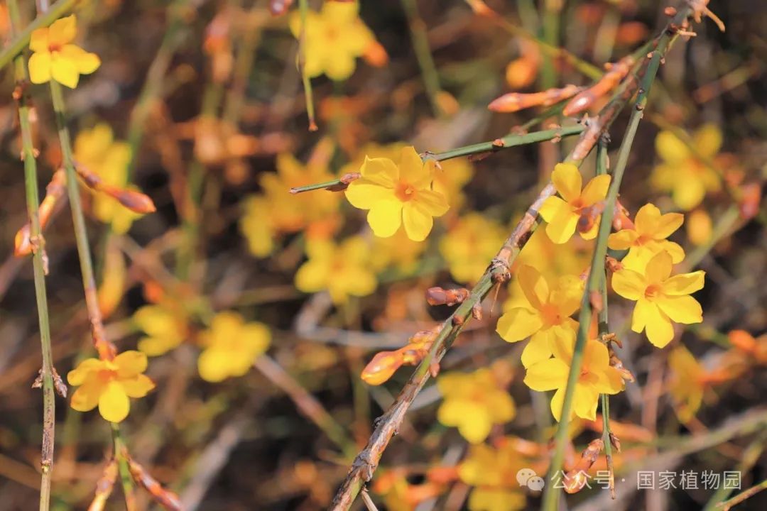 Spring or Forsythia? Distinguishing Their True Appearance