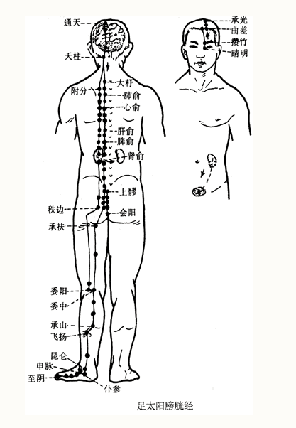 Illustration of the Twelve Meridians