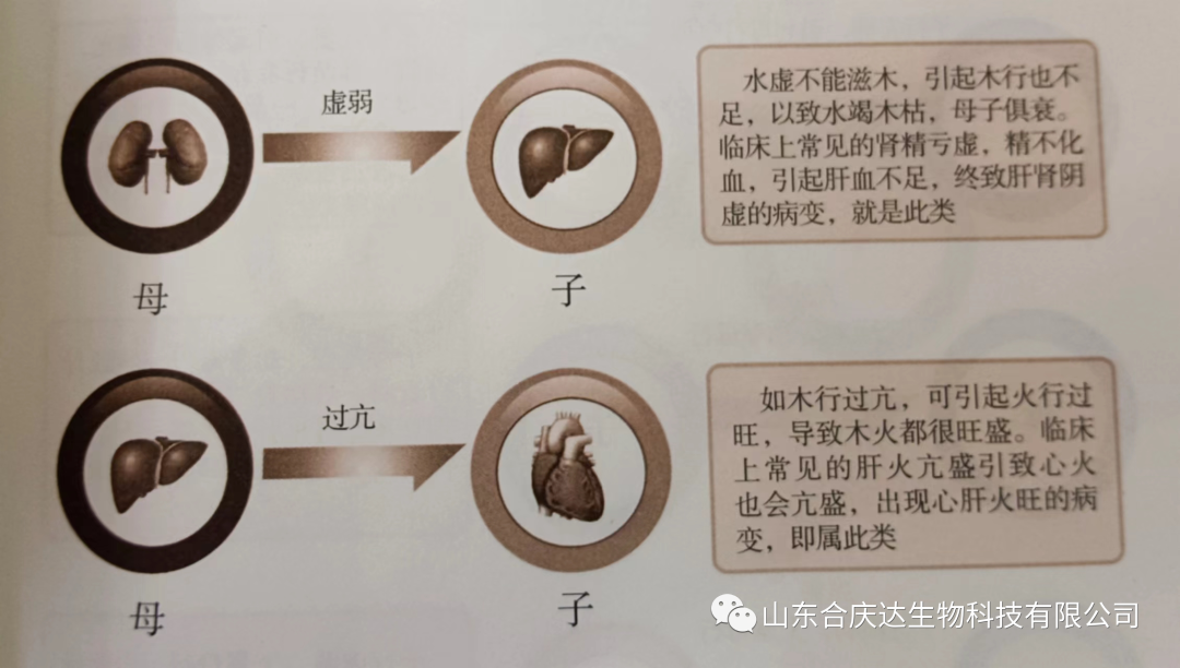 The Relationship Between the Five Elements and the Human Body: How to Regulate the Five Organs Through the Five Elements
