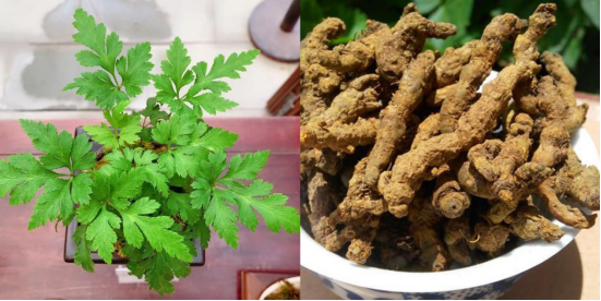 Understanding the Bitter Medicine: Huang Lian (Coptis chinensis)