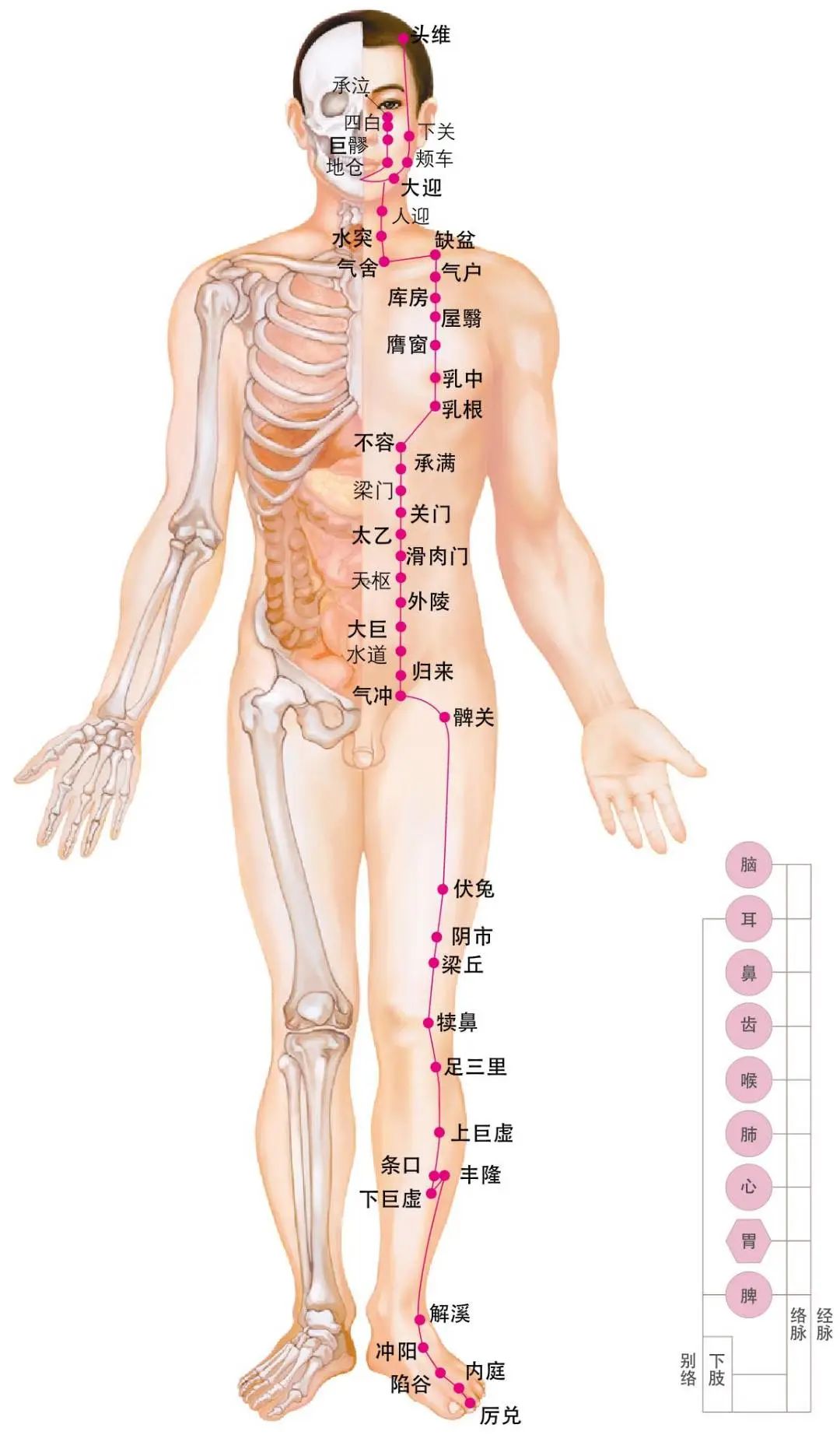 Diagram of the Twelve Meridians (Latest)