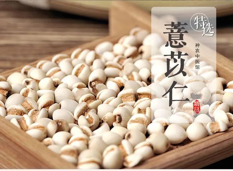 The Effects and Functions of Coix Seed (Yi Yi Ren), Side Effects, and Contraindications