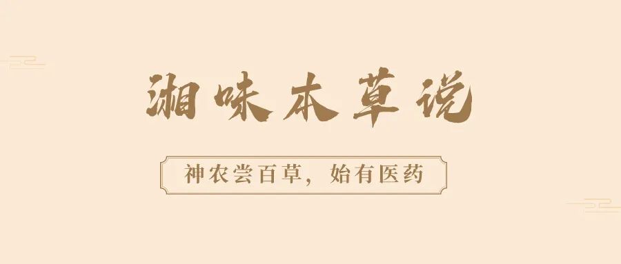 Discussion on Hunan Herbal Medicine | Nourishing Blood, Regulating Qi, and Harmonizing Liver and Spleen