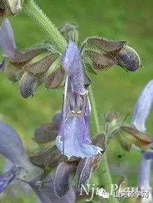 Traditional Chinese Medicine: Dan Shen (Salvia miltiorrhiza)