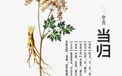 The Benefits and Uses of Angelica Sinensis (Dong Quai) in Traditional Chinese Medicine