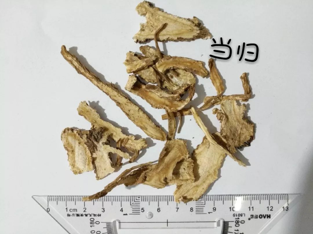 Angelica Sinensis (Dong Quai) - A Comprehensive Overview