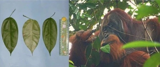 Orangutan Self-Medicates with Herbal Remedy for Wound Healing: A Month Later, Complete Recovery!