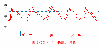 The Twenty-Eight Pulses and All Pulse Patterns in Traditional Chinese Medicine (Animated Illustrations)