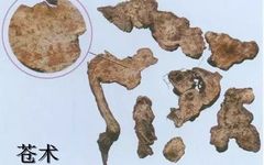 Cang Zhu (Atractylodes) - A Comprehensive Overview