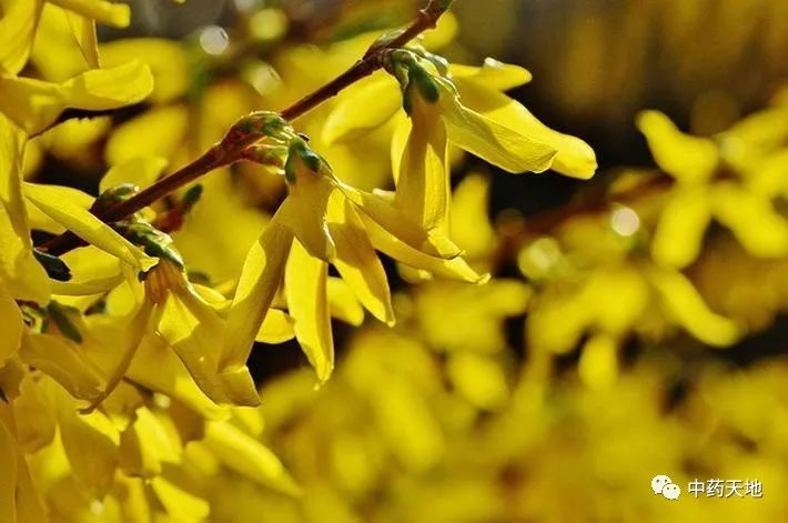 Clearing Heat and Detoxifying Herbs