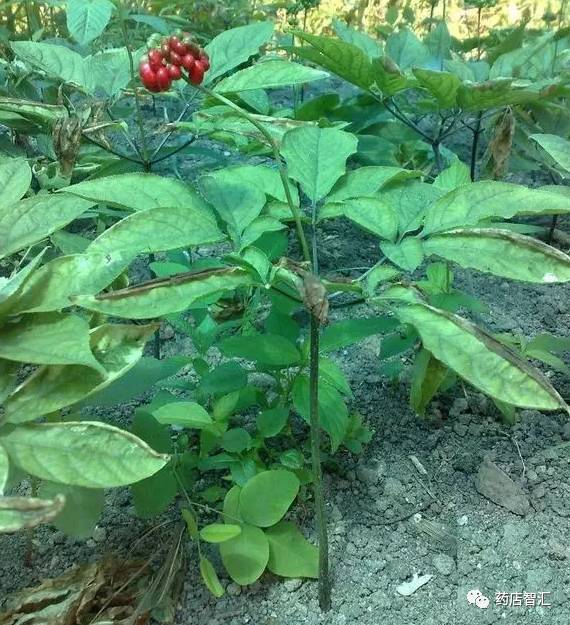 Ginseng: A Comprehensive Overview