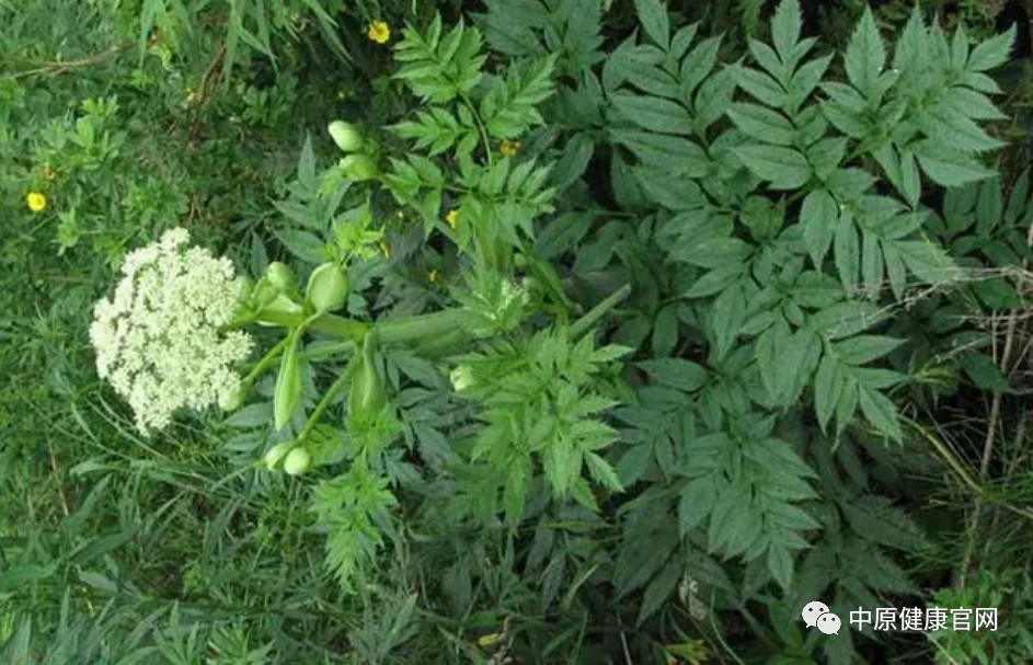 The Efficacy and Usage of Chuanxiong (Ligusticum chuanxiong) and Its Dietary Contraindications