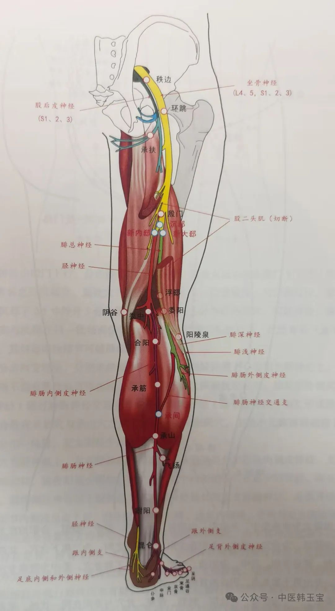 Meridian Studies I: Wu Men Meridian and Tai Yang Meridian