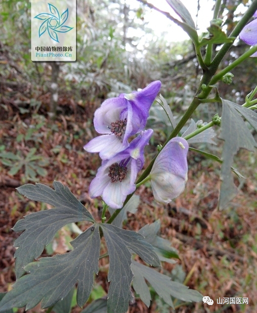 Aconite: A Comprehensive Overview