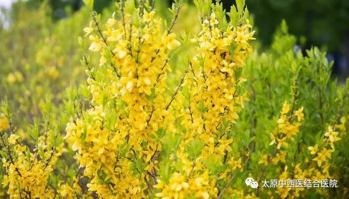 Understanding Lian Qiao (Forsythia) in Daily Life