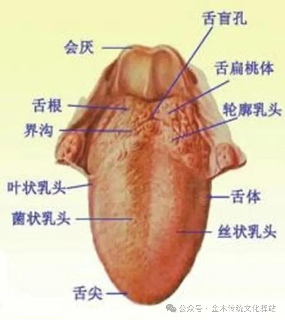 Traditional Chinese Medicine Tongue Diagnosis (Recommended for Collection)