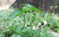 Traditional Chinese Medicine Herb: Cang Zhu (Atractylodes)