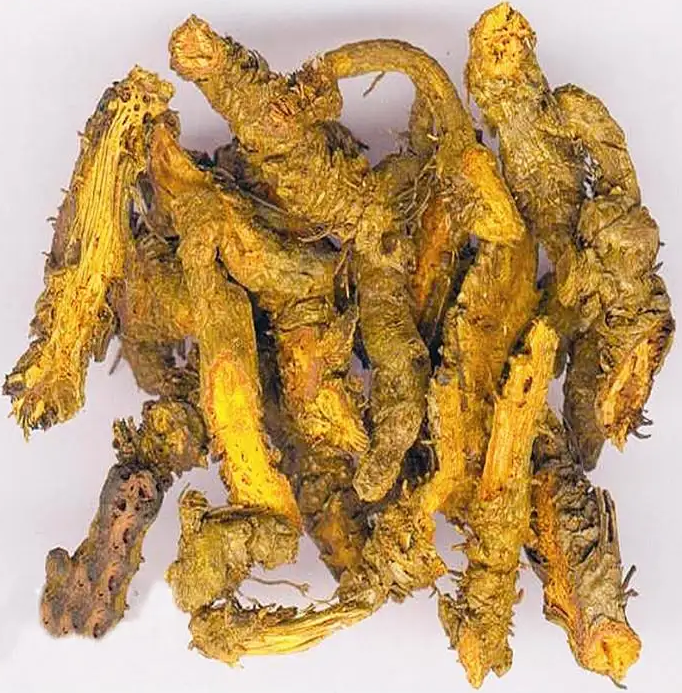 Huang Lian: A Bitter and Cold Herb with Remarkable Medicinal Value