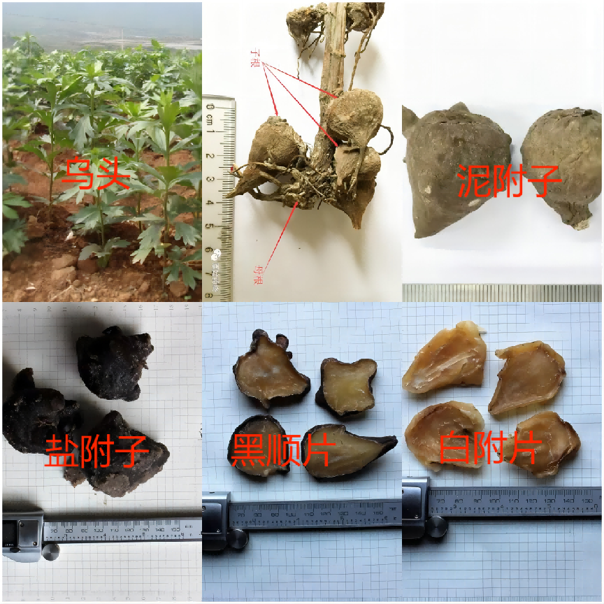 Understanding the Differences Between Fuzi and Baifuzi in Traditional Chinese Medicine