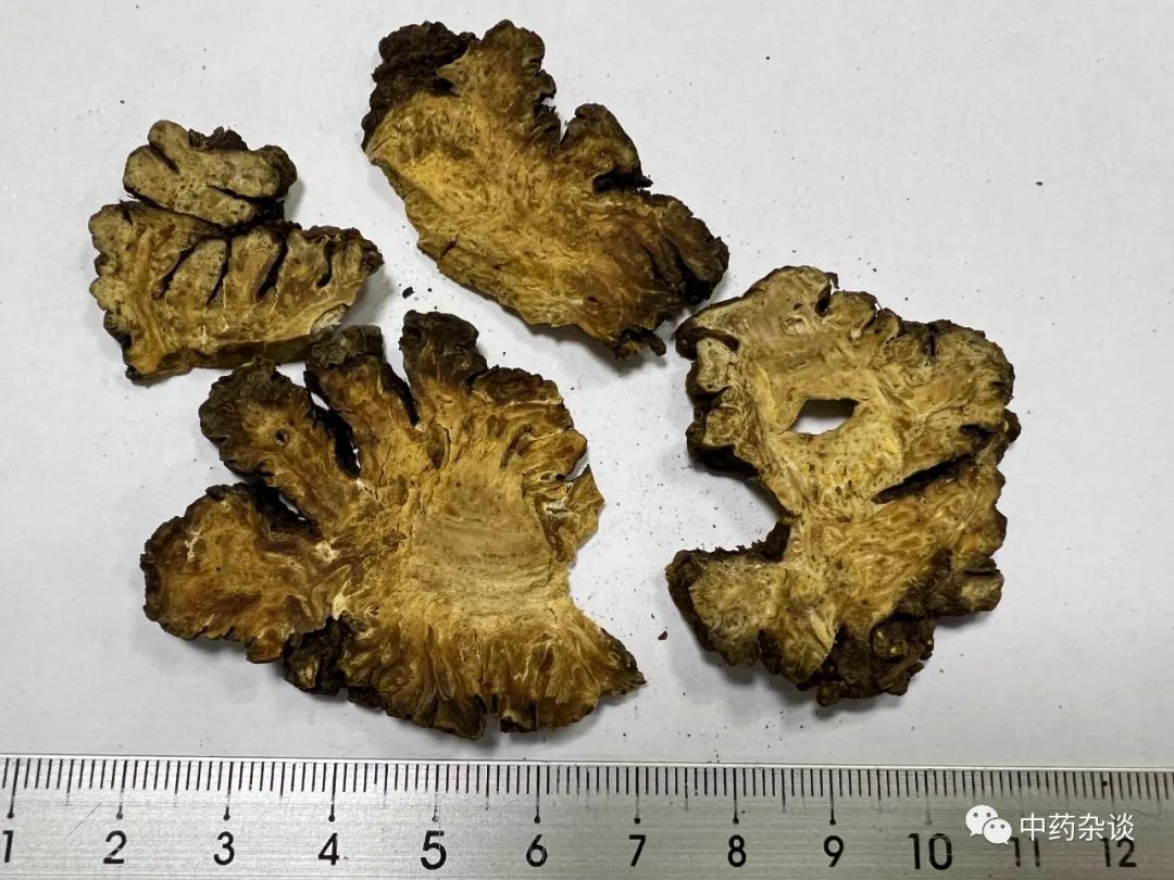 Daily Herb: Chuanxiong (Rhizoma Chuanxiong)