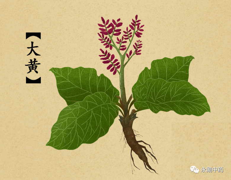 What Are the Differences Between Huang Lian, Da Huang, and Huang Qin?
