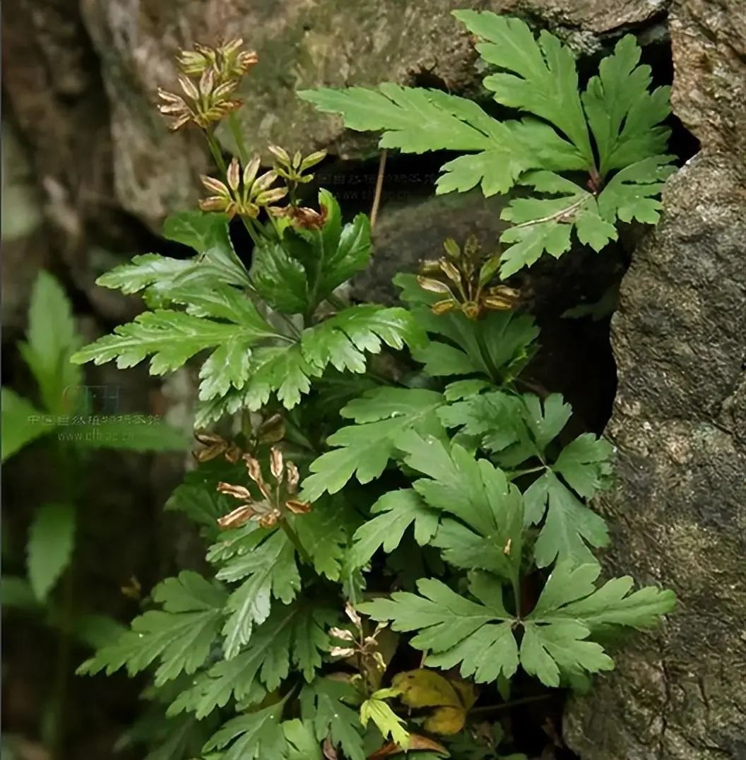 Identification of the Chinese Herbal Medicine Huanglian