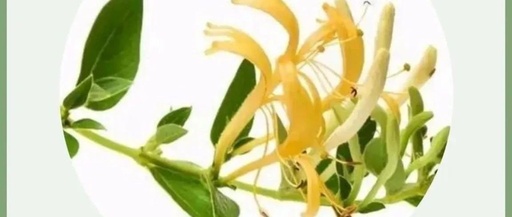 Chinese Herbs - Profound Romance