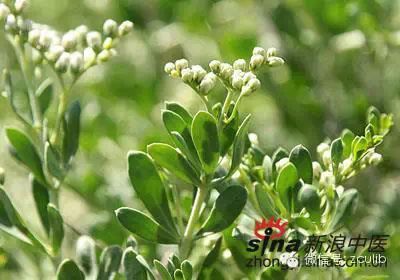 The 16 Medicinal Herbs Mentioned in Jay Chou's "Compendium of Materia Medica"