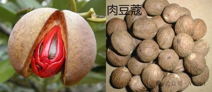 Secret Recipe for Treating Colitis by Renowned Physician Tang Chengzu: Fu Zheng Qu Xie Decoction