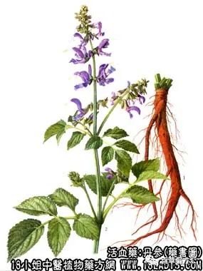 The Efficacy and Functions of Dan Shen (Salvia miltiorrhiza)