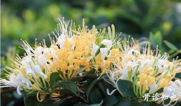 Daily Learning of Chinese Herbs - Honeysuckle