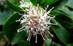 Understanding Cang Zhu (Atractylodes) in Traditional Chinese Medicine