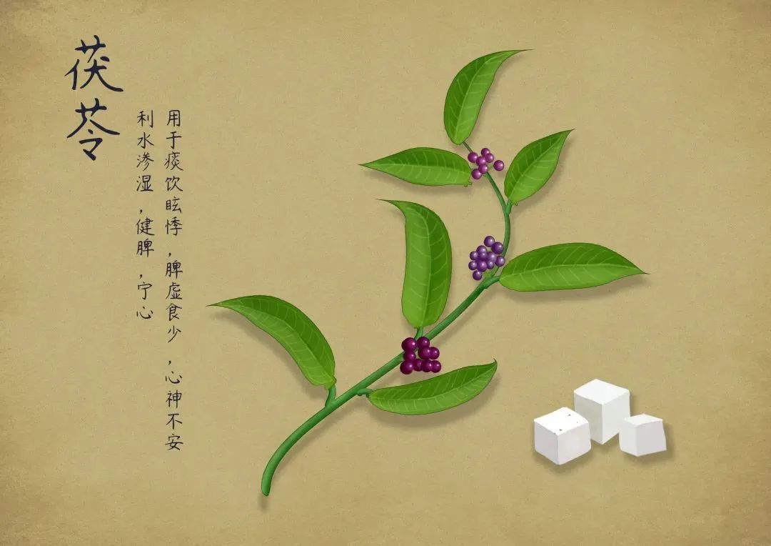 The Comprehensive Guide to Poria: Legends, History, Identification, Efficacy, and Health Recipes