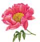 Bai Shao: A Graceful and Elegant Traditional Chinese Medicine Herb