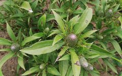 The Story of Cang Zhu (Atractylodes) in Traditional Chinese Medicine