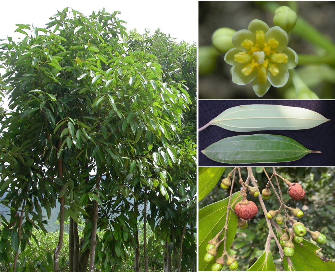 Recommended Formulas by Renowned Physicians | Cinnamon and Shenqi Pill: Nourishing Fire and Supporting Yang, Transforming Qi and Promoting Water Flow